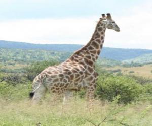 yapboz Zürafa manzara bakıyor